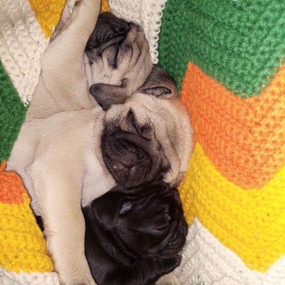 Meet your Posher, Rayann - Picture 1 of 1